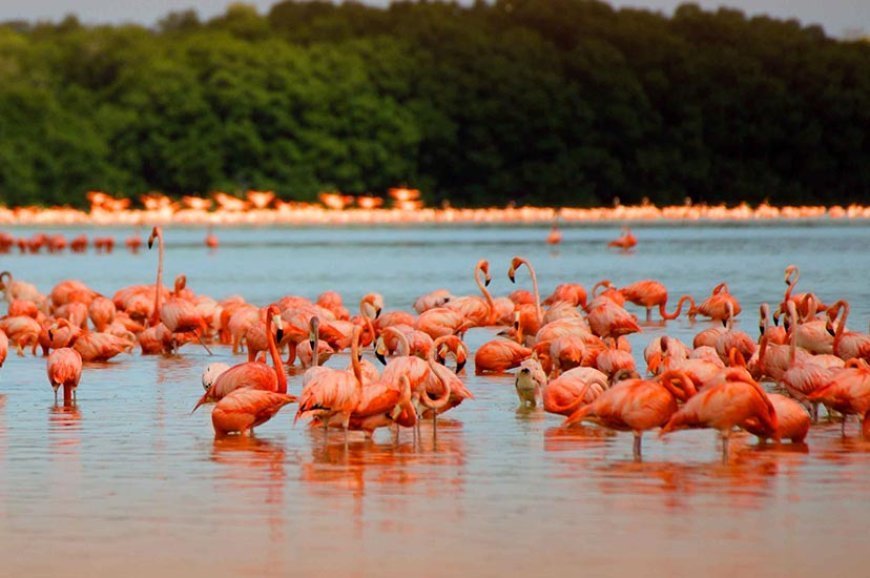 Las Coloradas!