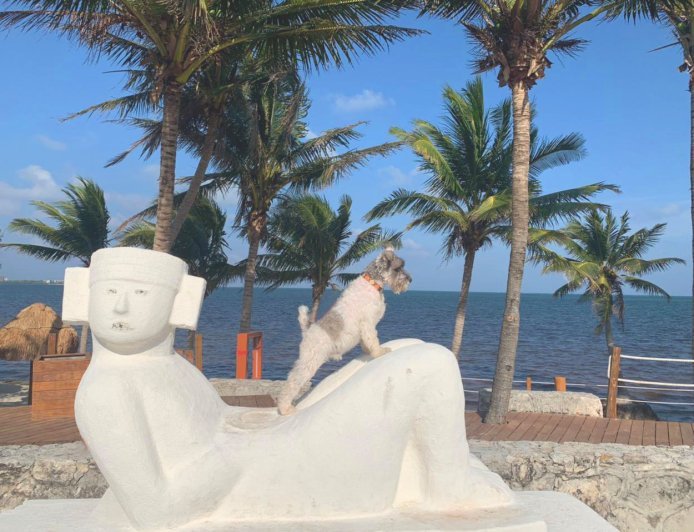 Playas pet friendly en Quintana Roo: disfruta el Caribe con tu mascota