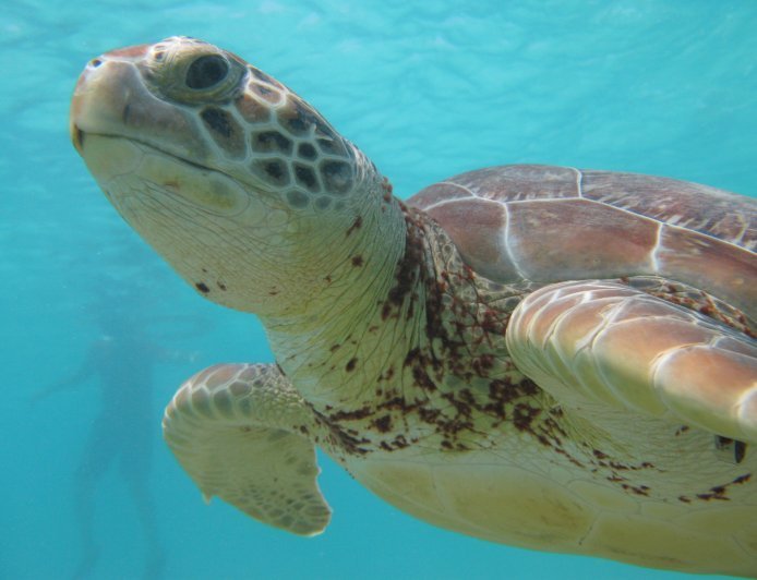 Akumal, Quintana Roo: el santuario natural donde puedes nadar junto a tortugas marinas