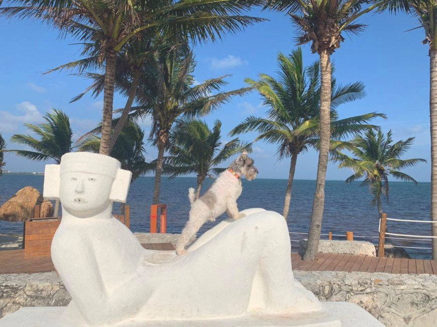 Playas pet friendly en Quintana Roo: disfruta el Caribe con tu mascota