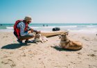 Destinos pet friendly en México para vacacionar en diciembre